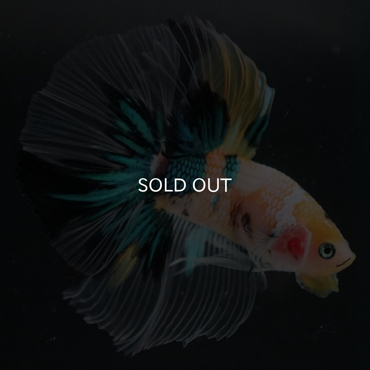 画像4: HM　イエロータイガーギャラクシー (4)