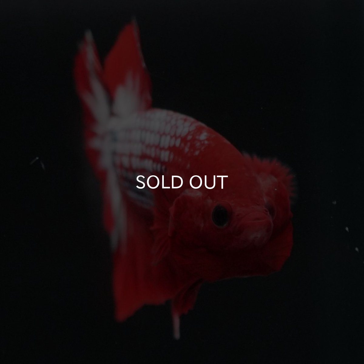 画像2: HMPK ヘルボーイ (2)