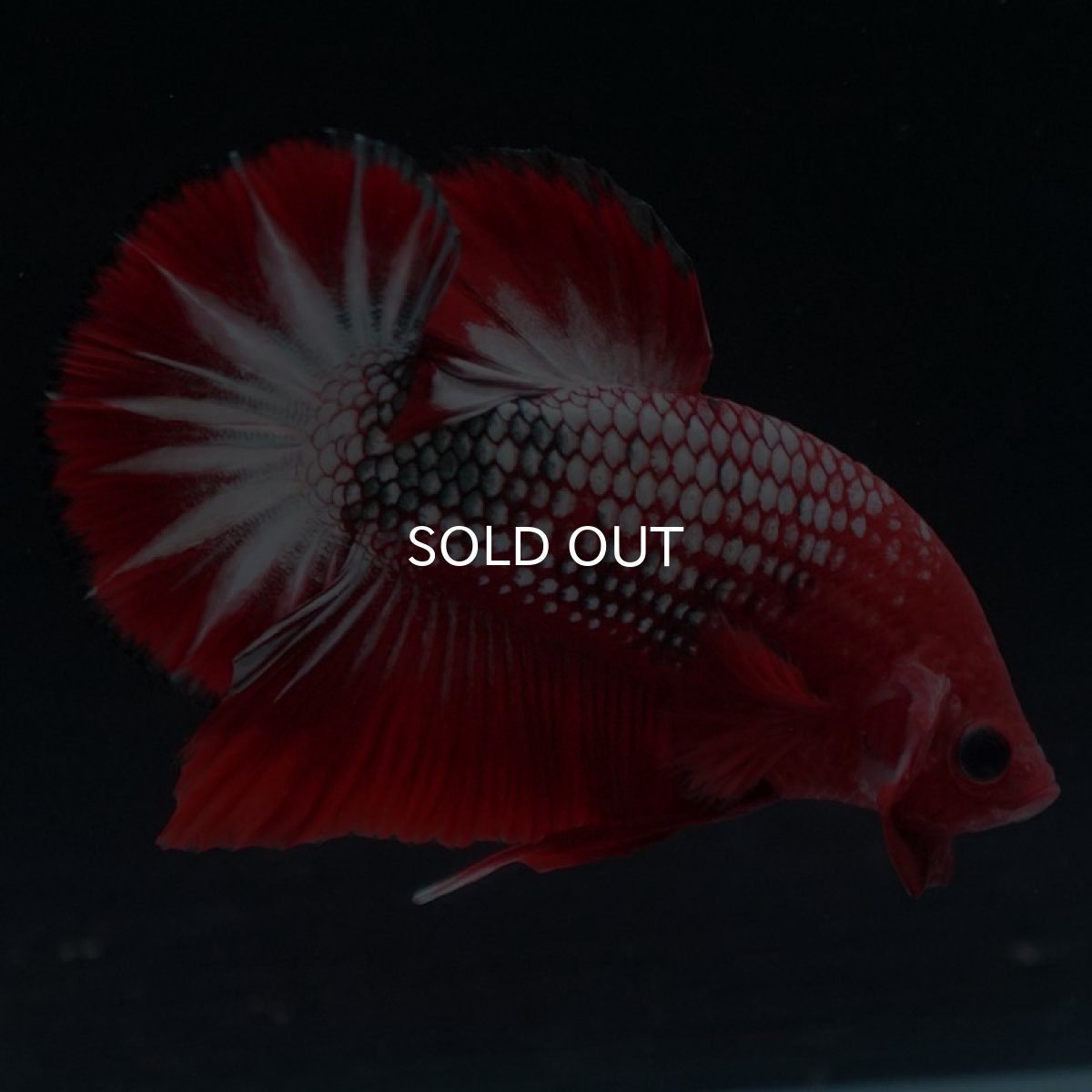 画像4: HMPK ヘルボーイ (4)