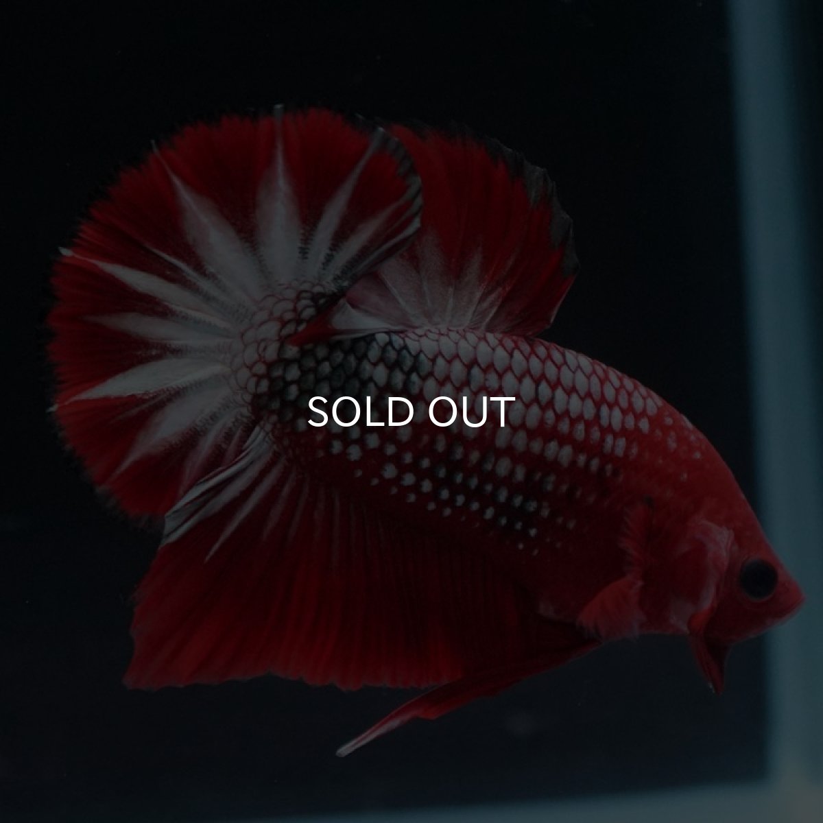 画像6: HMPK ヘルボーイ (6)