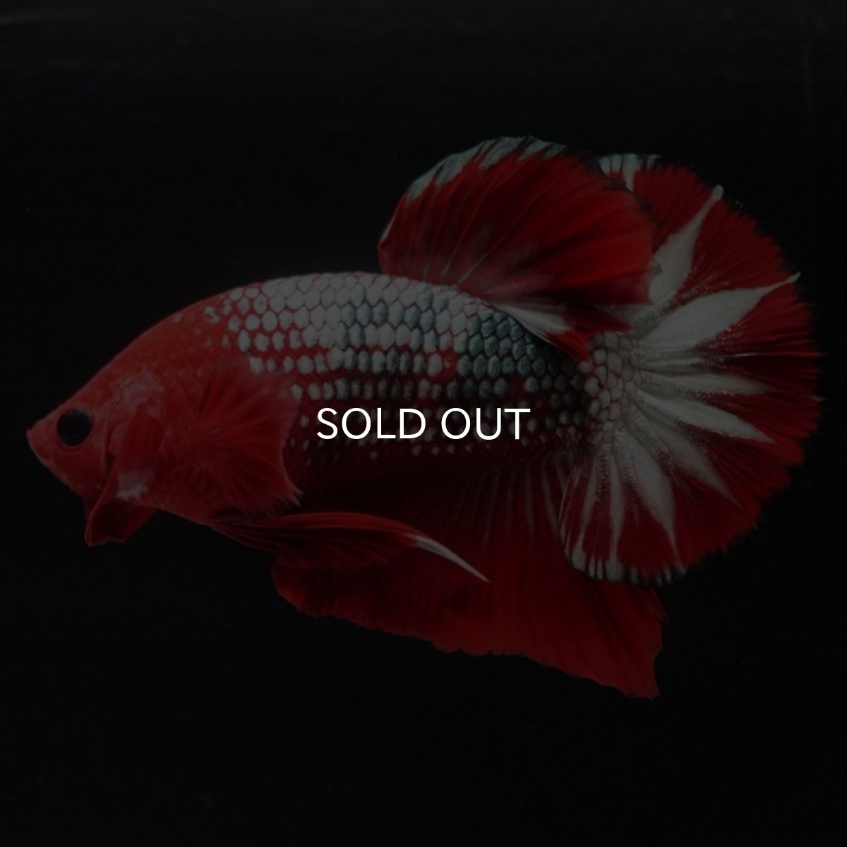 画像7: HMPK ヘルボーイ (7)