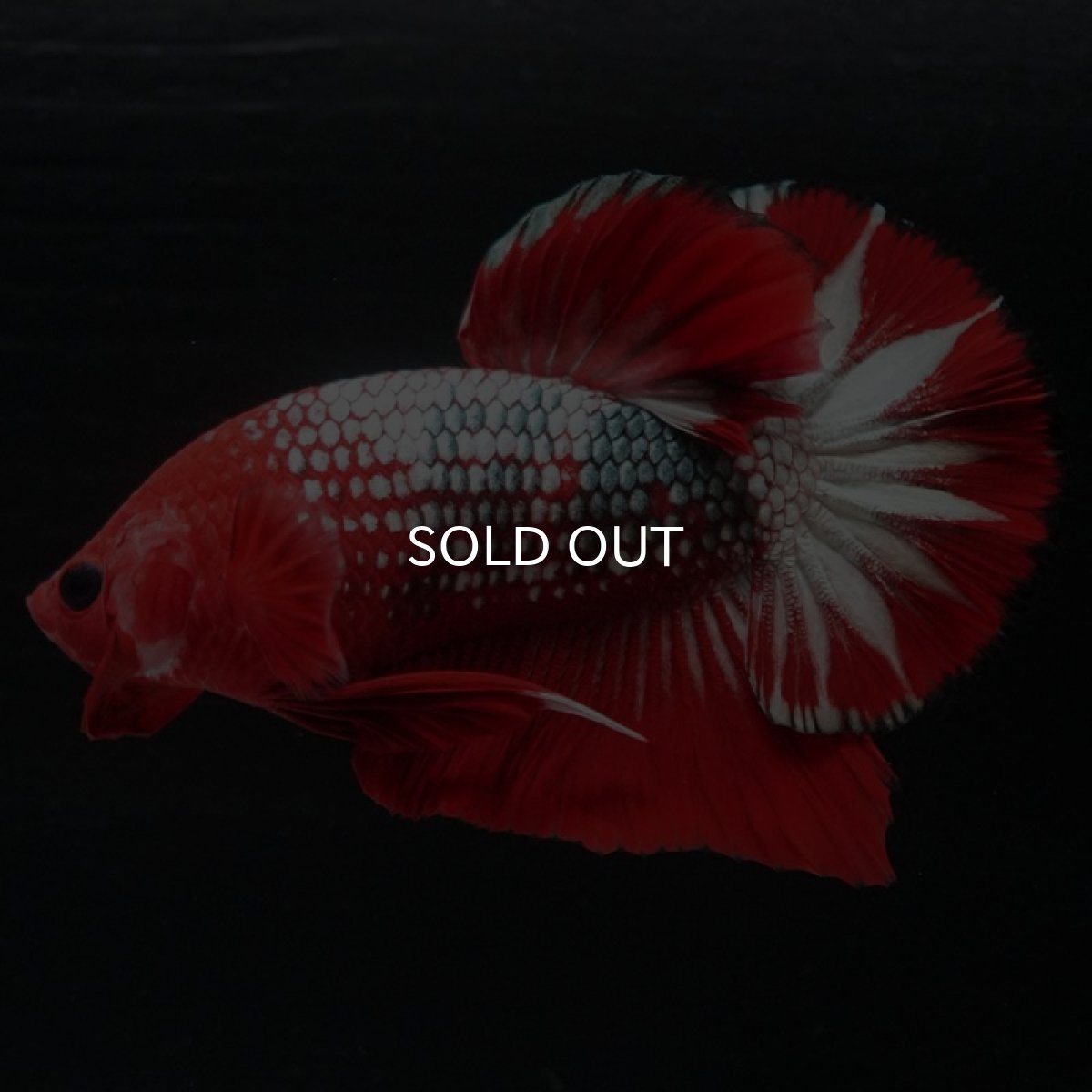 画像5: HMPK ヘルボーイ (5)