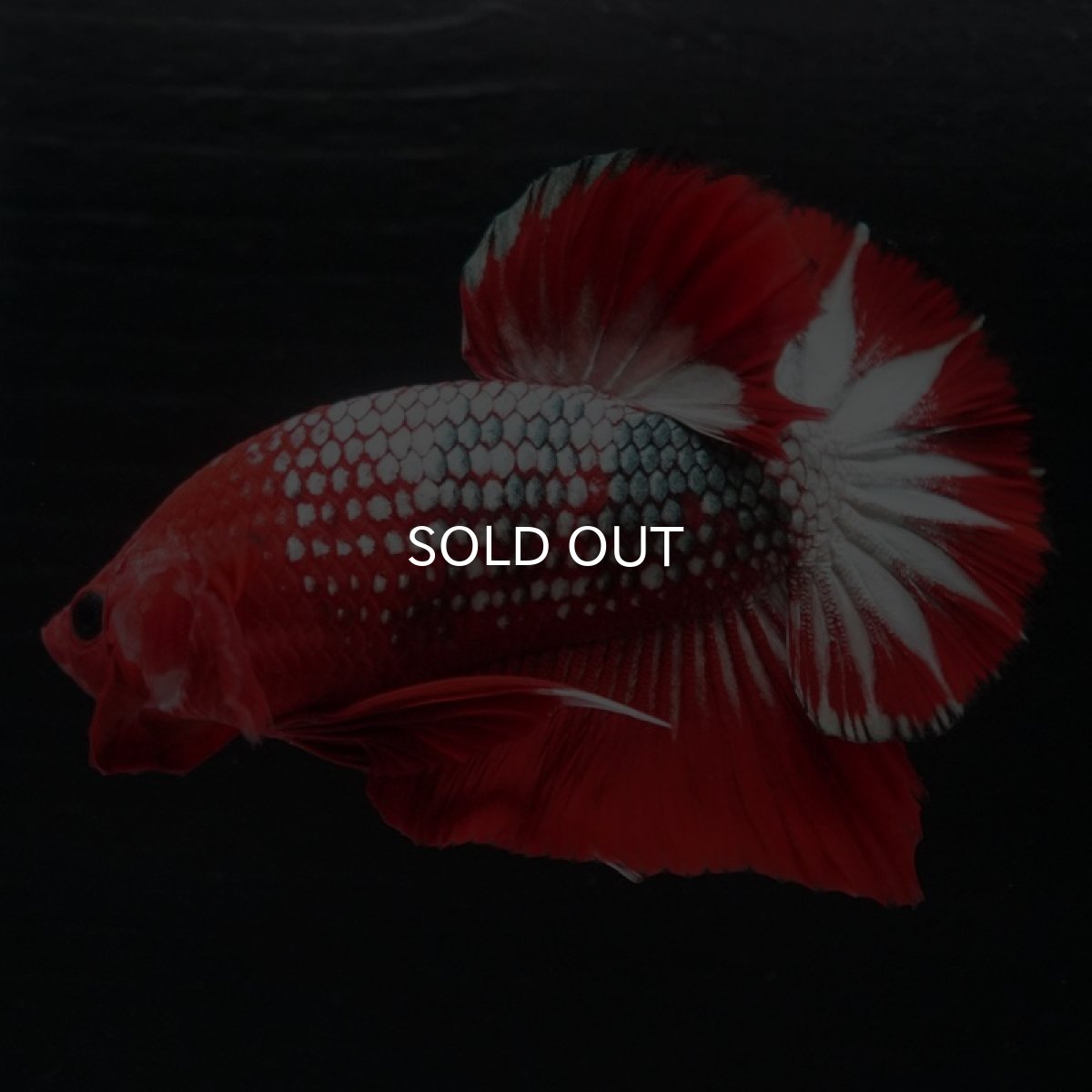 画像3: HMPK ヘルボーイ (3)