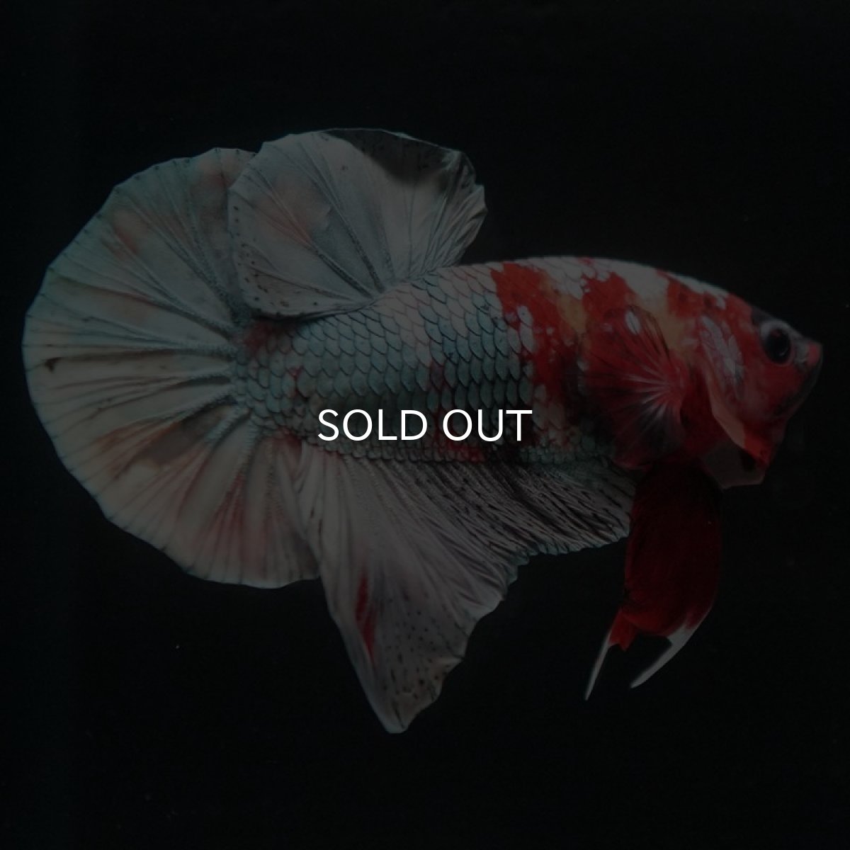 画像7: HMPK キャンディカッパー (7)