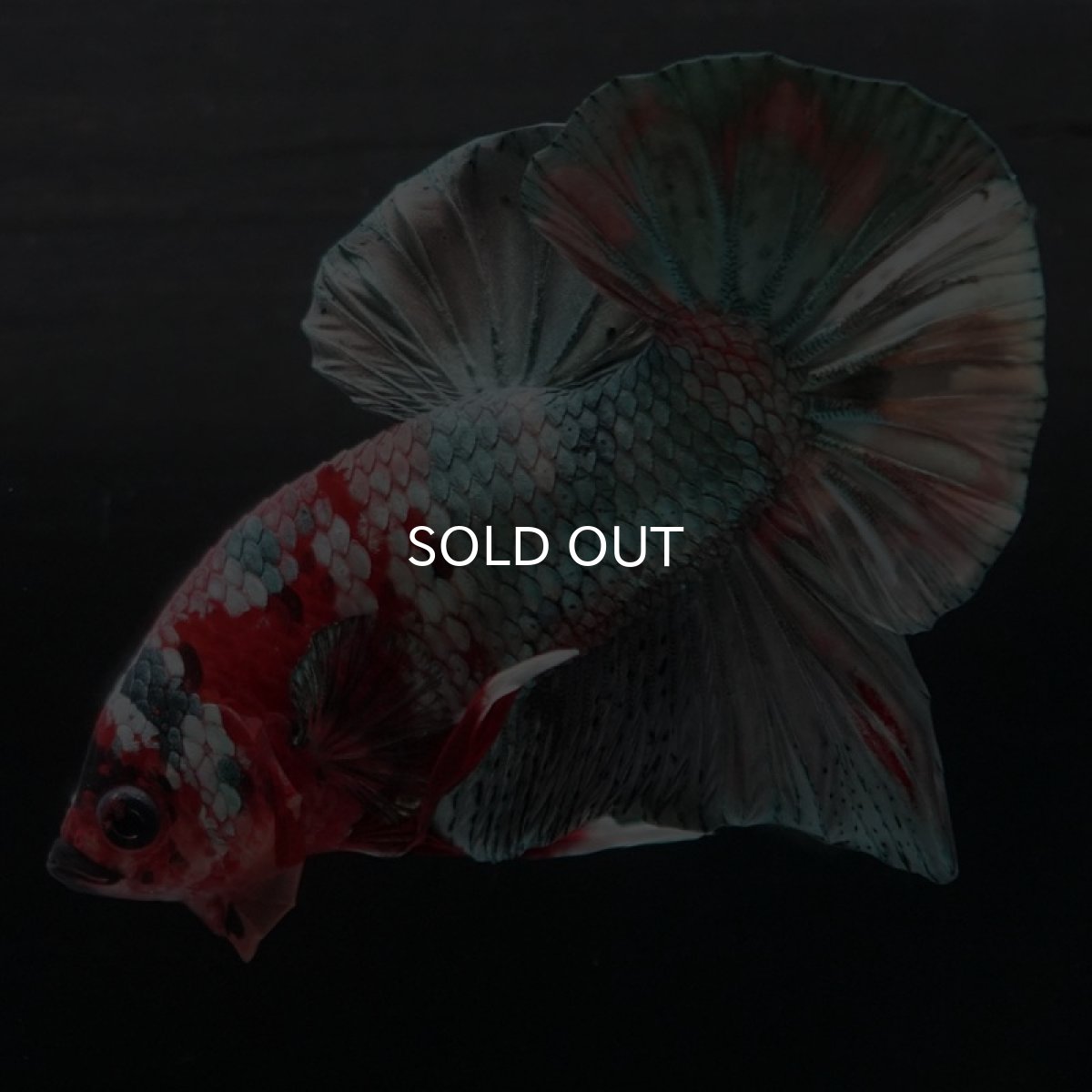 画像8: HMPK キャンディカッパー (8)