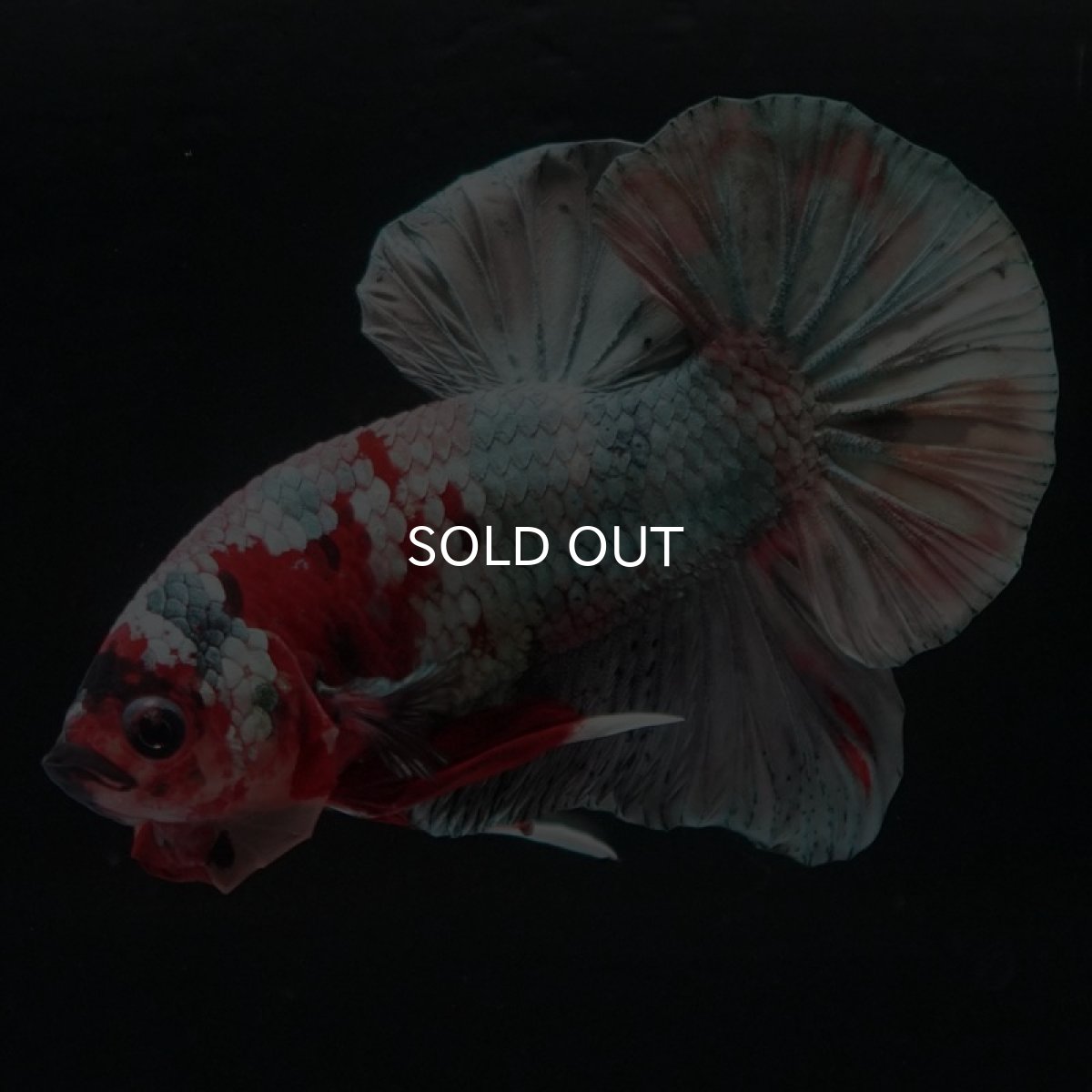 画像2: HMPK キャンディカッパー (2)