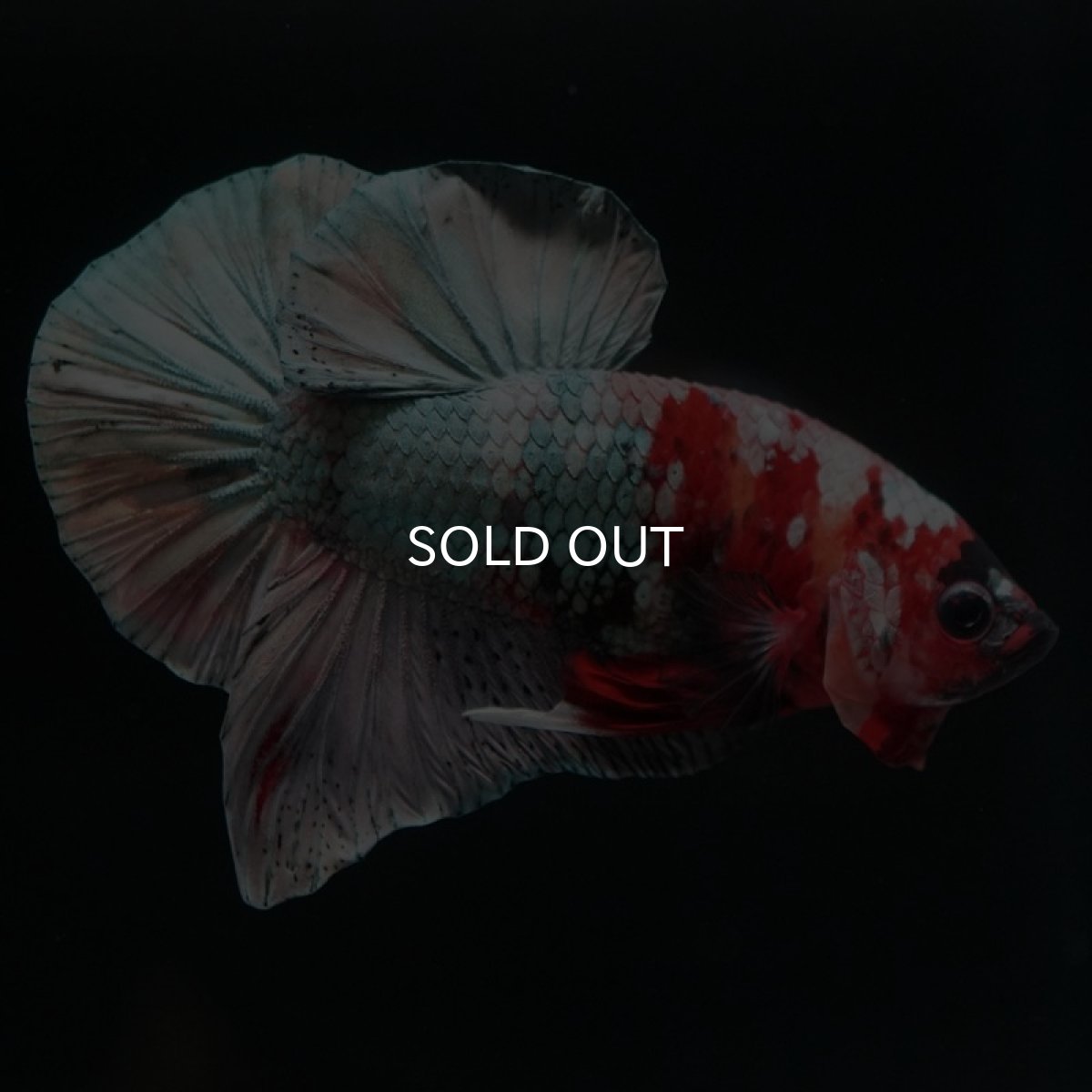 画像3: HMPK キャンディカッパー (3)