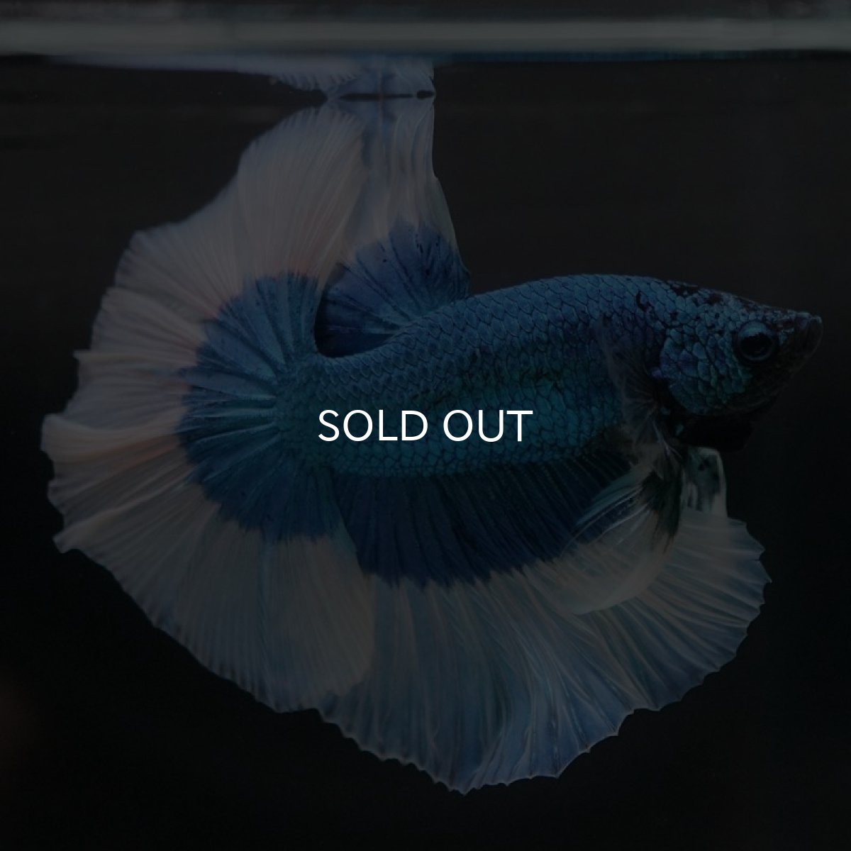 画像5: HM ブルーバタフライ (5)