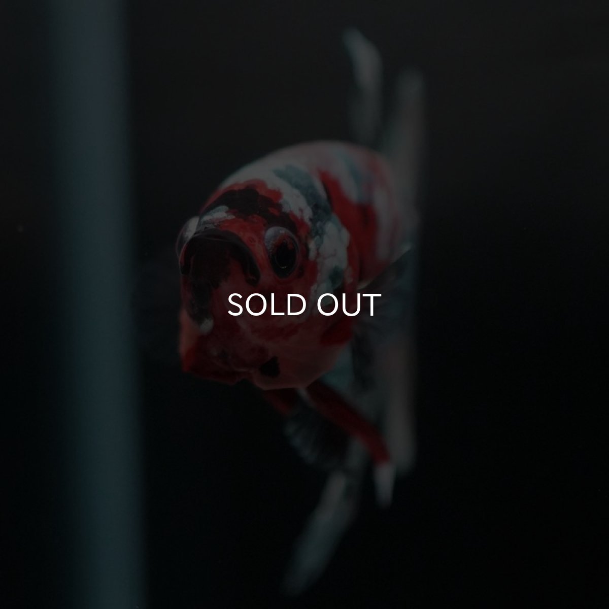 画像5: HMPK キャンディカッパー (5)