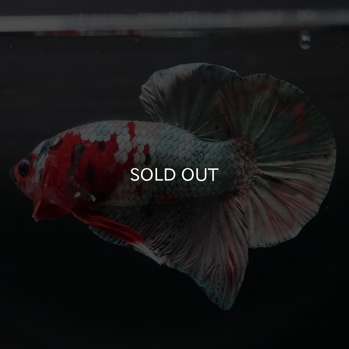 画像6: HMPK キャンディカッパー (6)