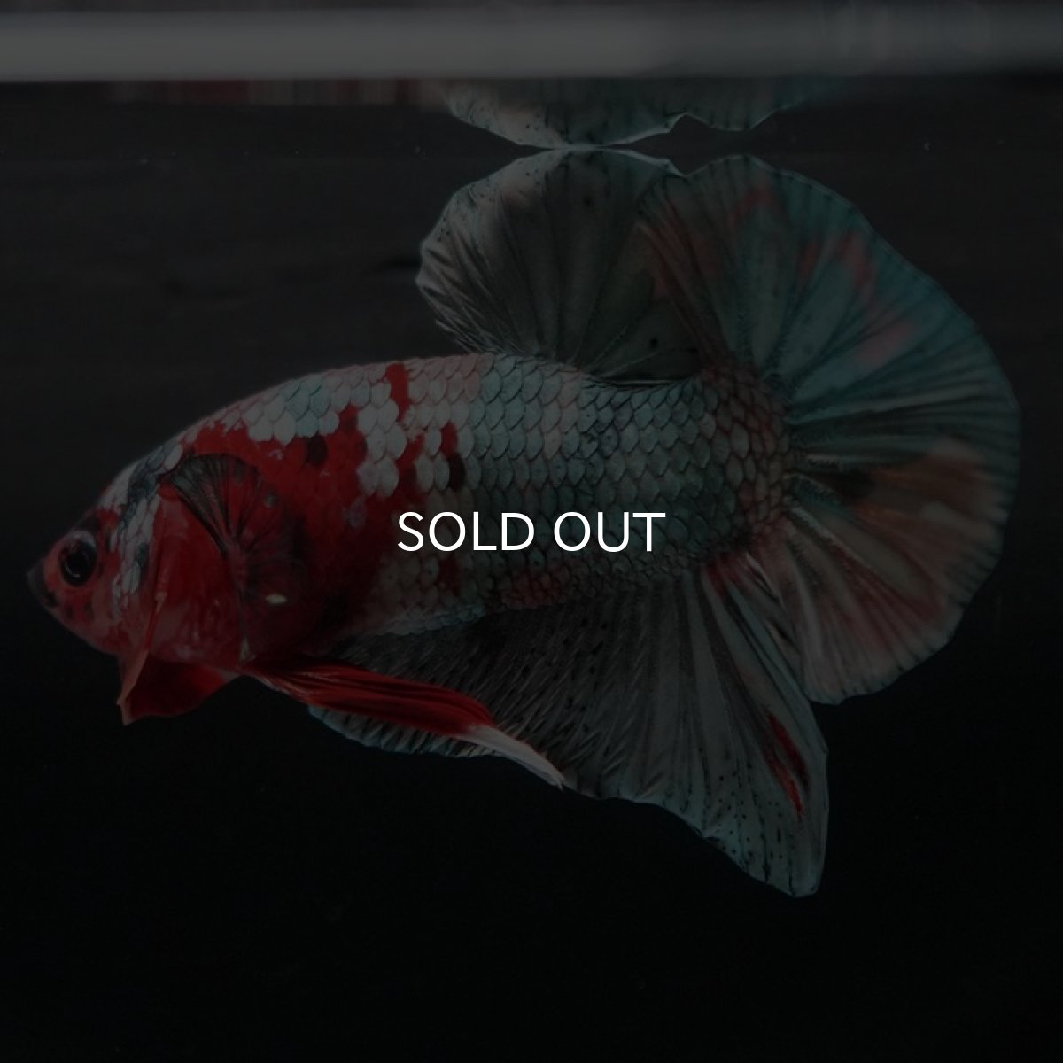 画像4: HMPK キャンディカッパー (4)