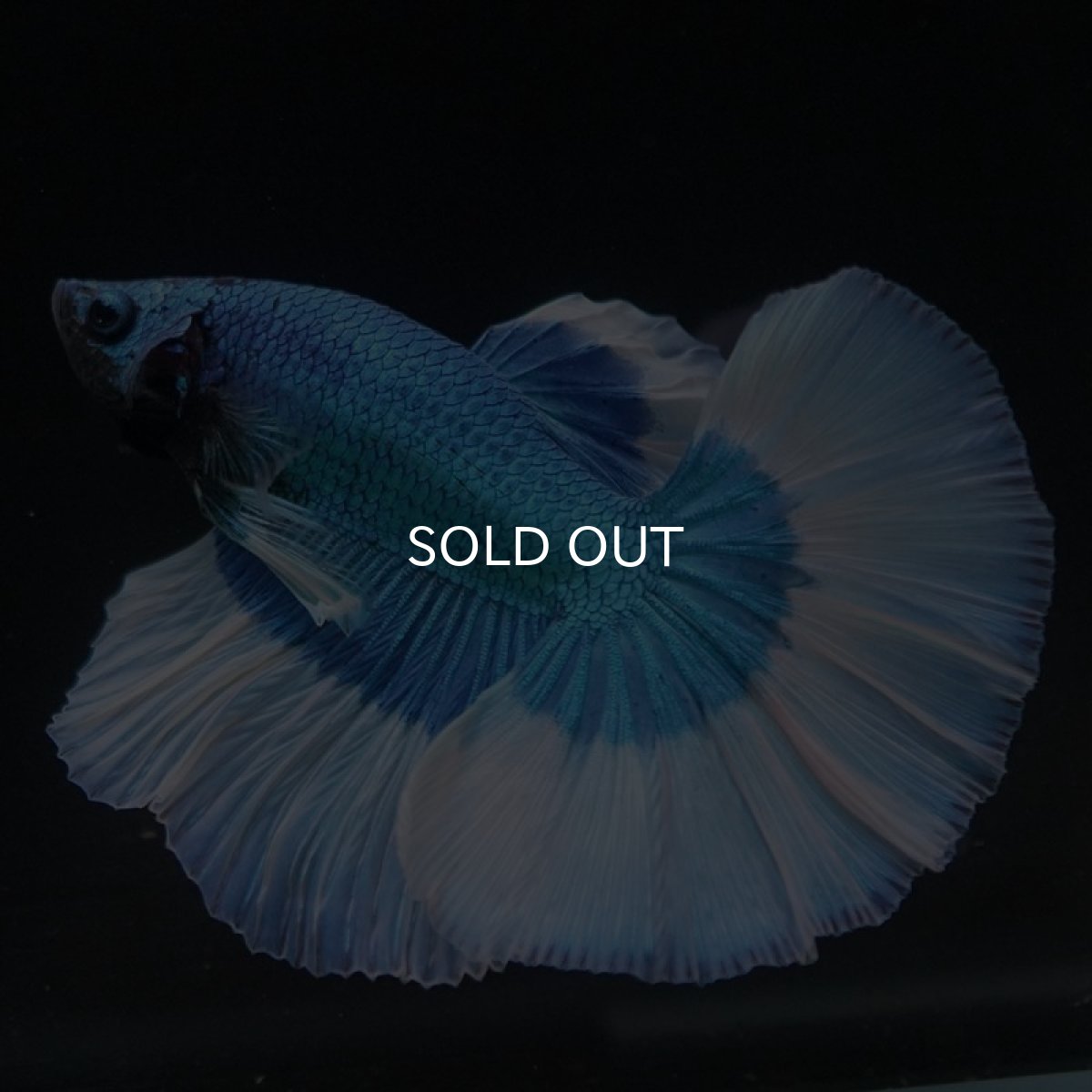 画像6: HM ブルーバタフライ (6)