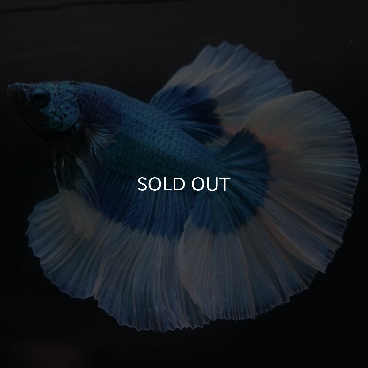 画像4: HM ブルーバタフライ (4)