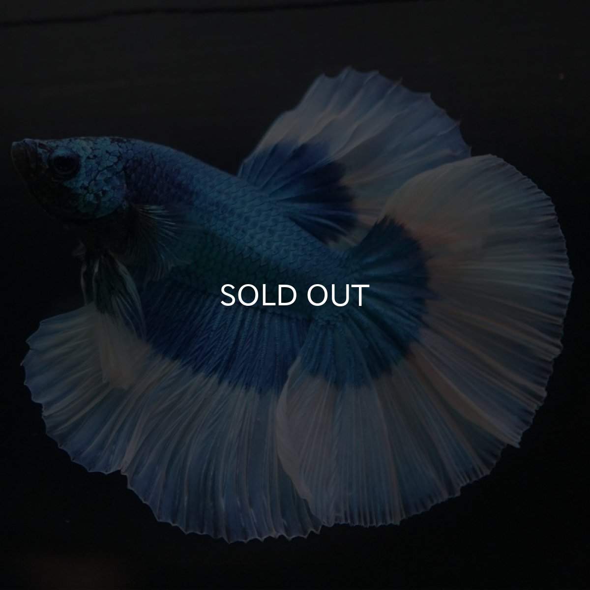 画像2: HM ブルーバタフライ (2)