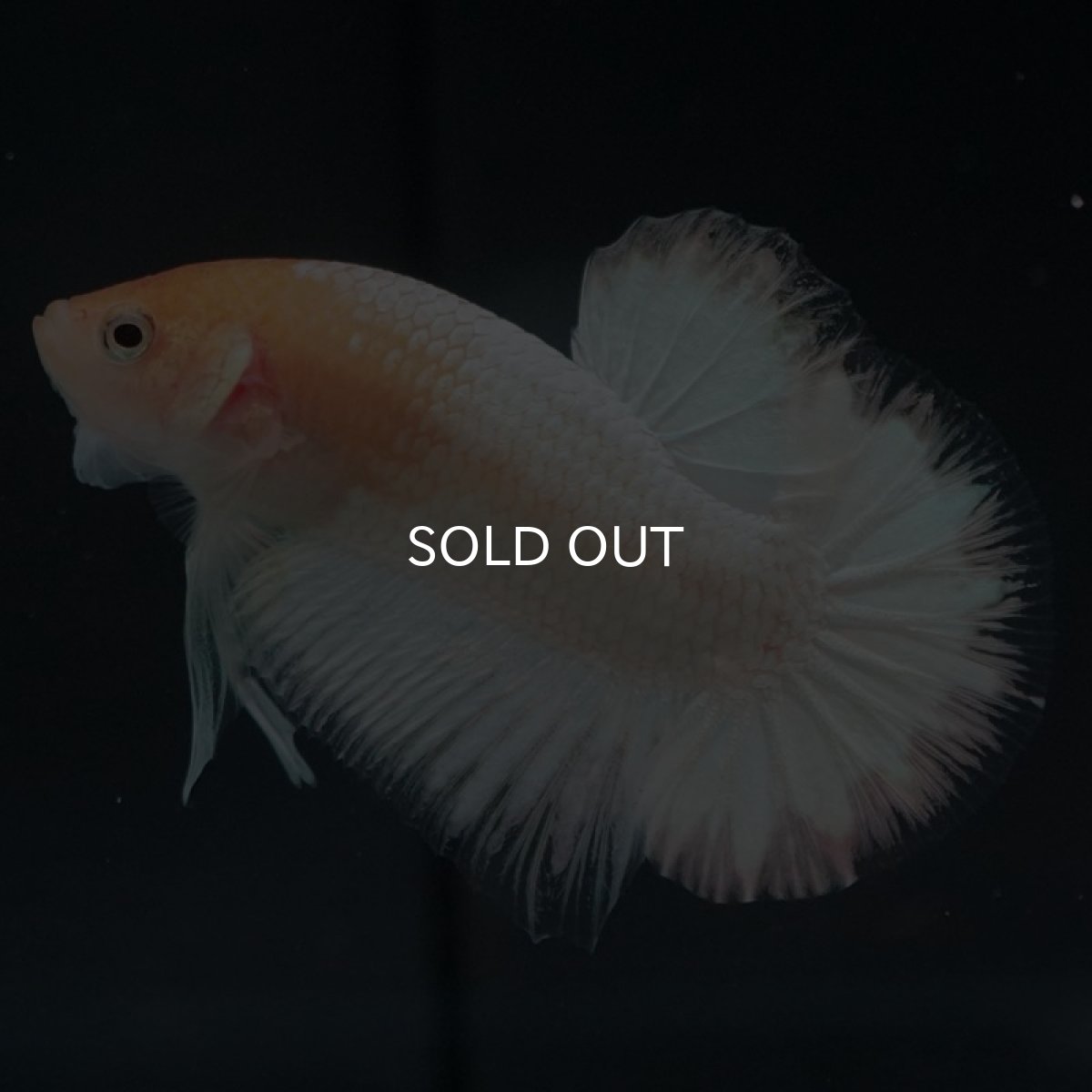 画像6: HMPK ホワイトファンシー (6)