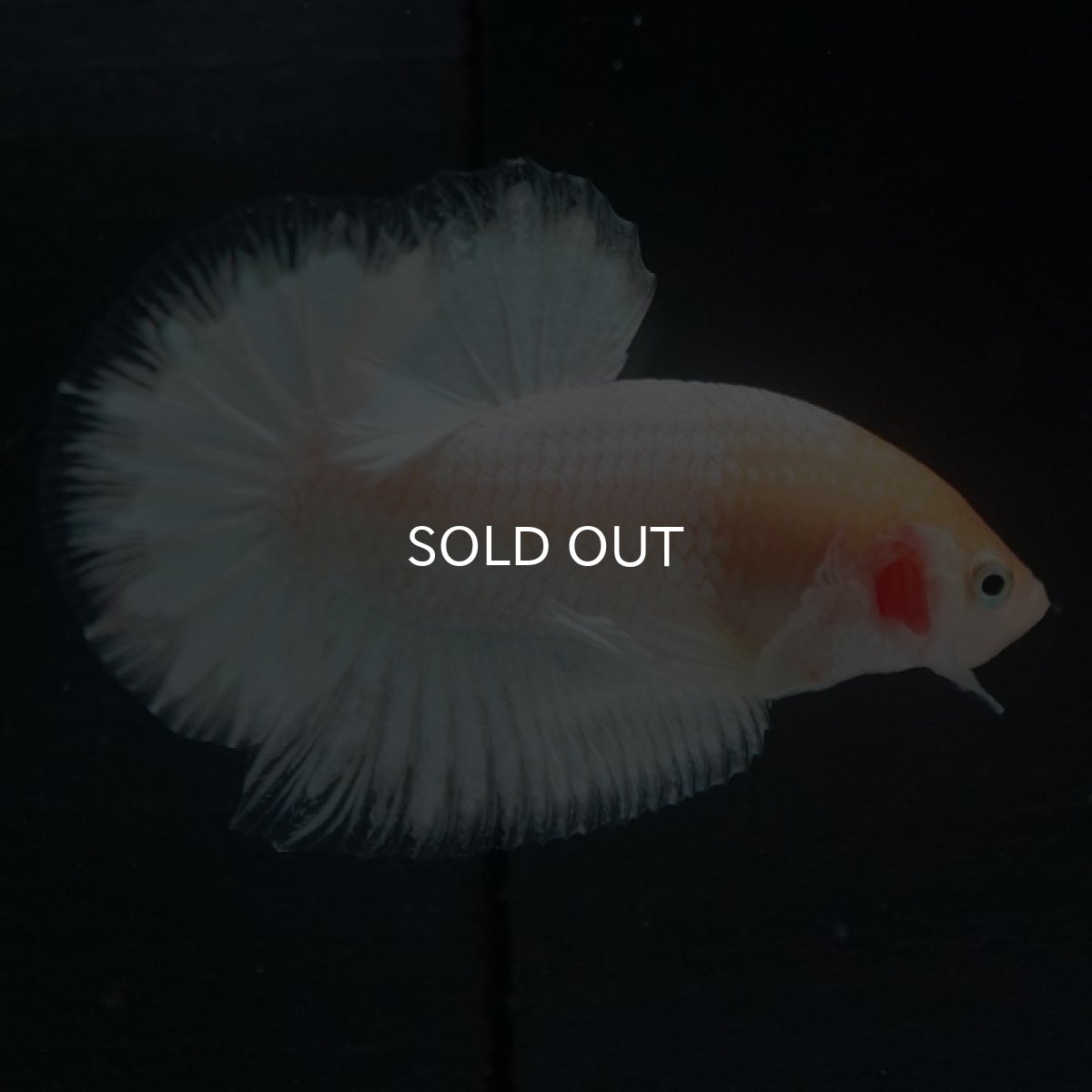 画像5: HMPK ホワイトファンシー (5)