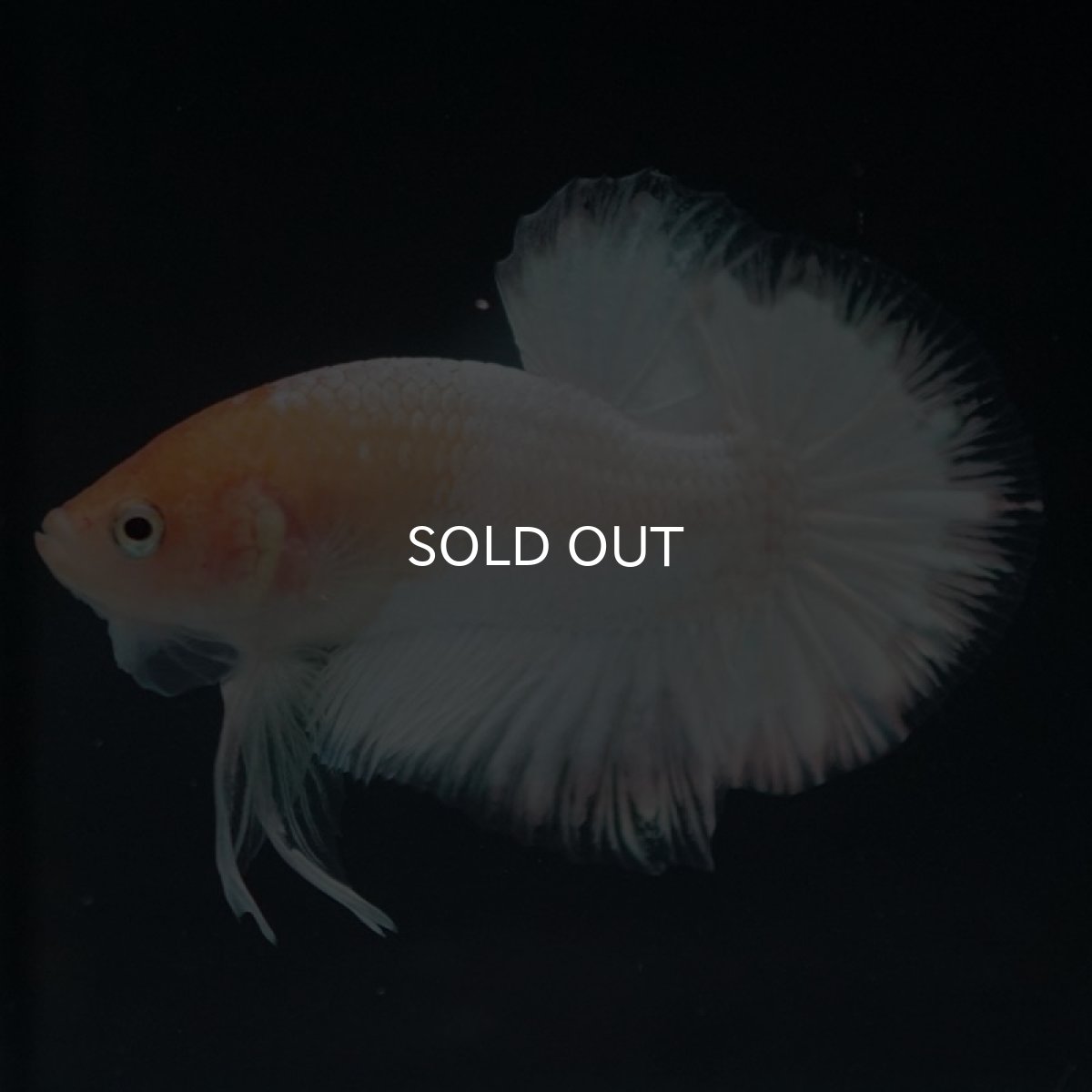 画像3: HMPK ホワイトファンシー (3)