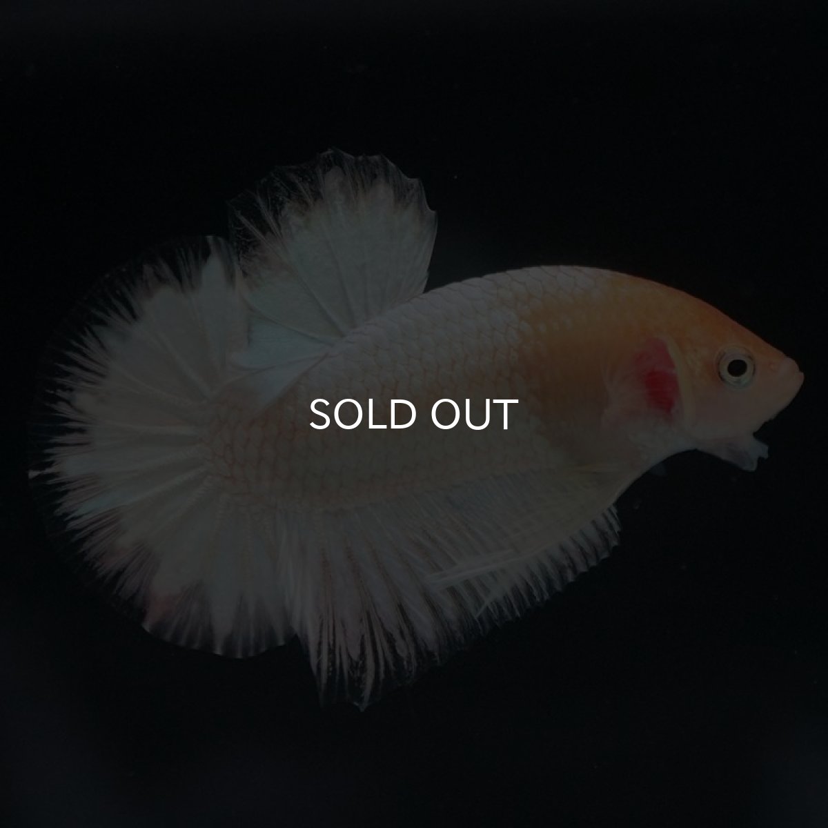 画像2: HMPK ホワイトファンシー (2)