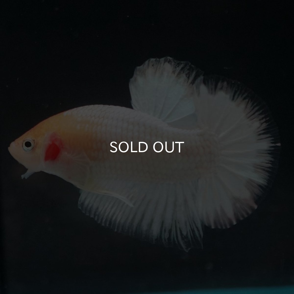 画像4: HMPK ホワイトファンシー (4)