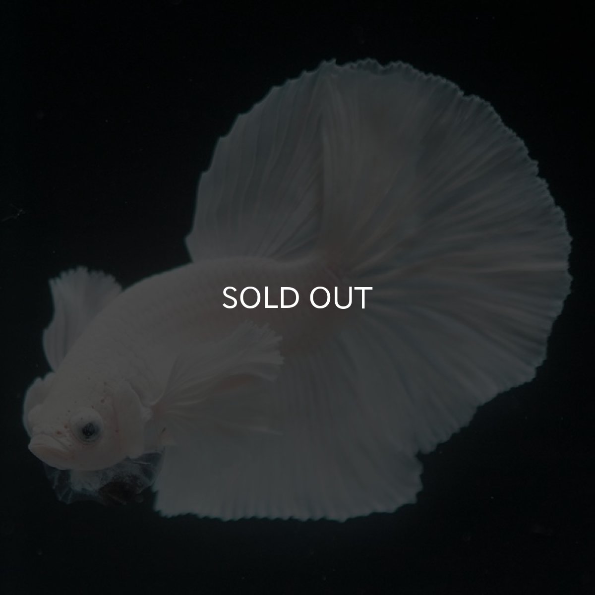 画像5: HMダンボ ホワイト (5)