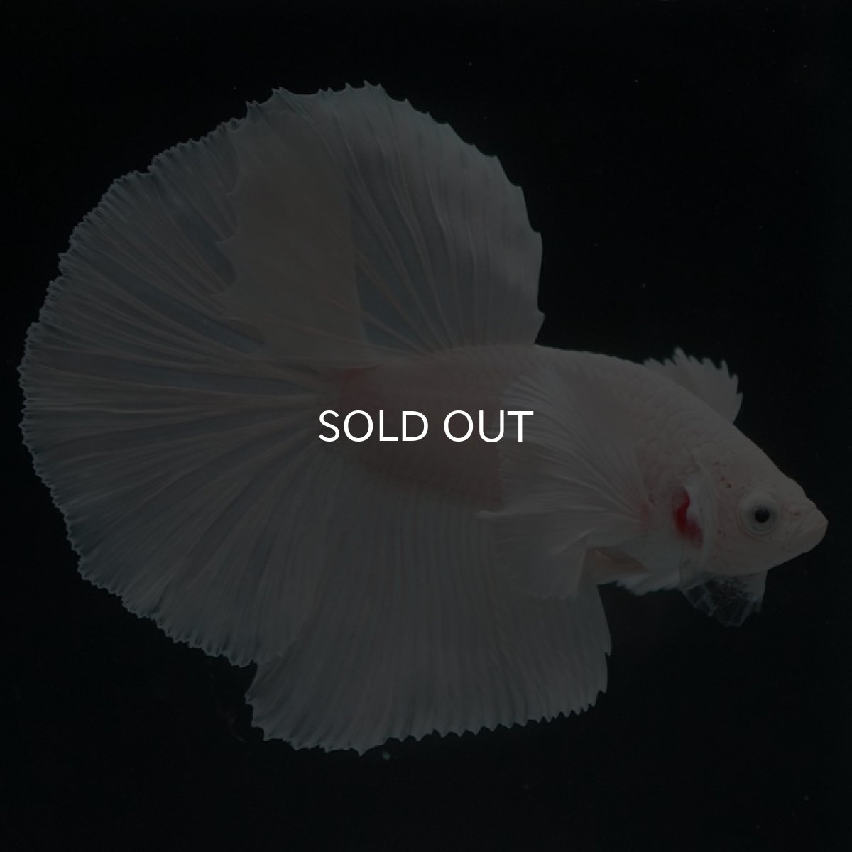 画像4: HMダンボ ホワイト (4)