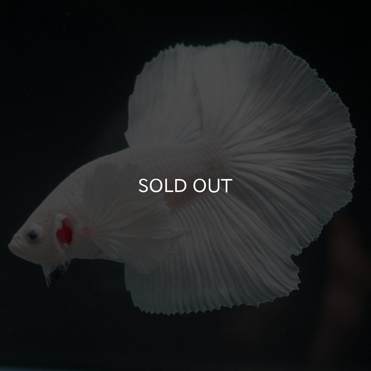 画像3: HMダンボ ホワイト (3)