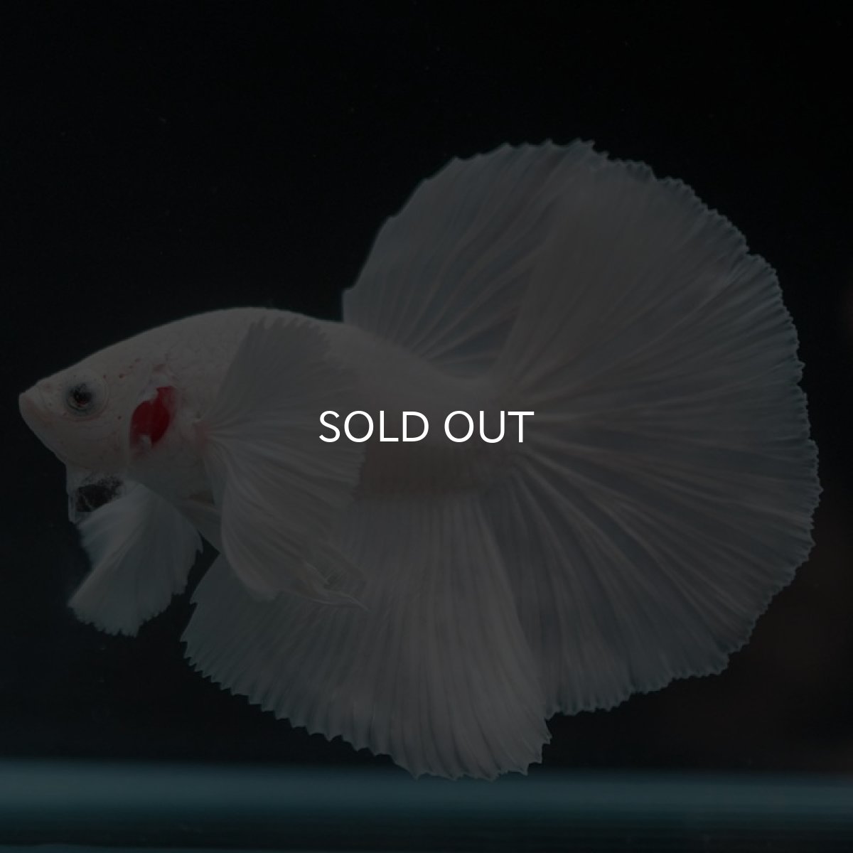 画像2: HMダンボ ホワイト (2)