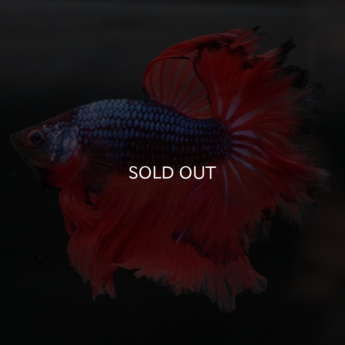 画像4: HM ブルーレッドドラゴン フェザーテール (4)