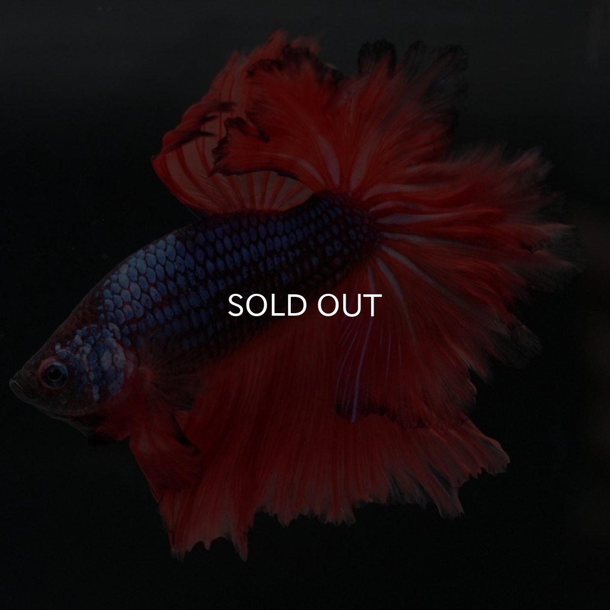 画像2: HM ブルーレッドドラゴン フェザーテール (2)