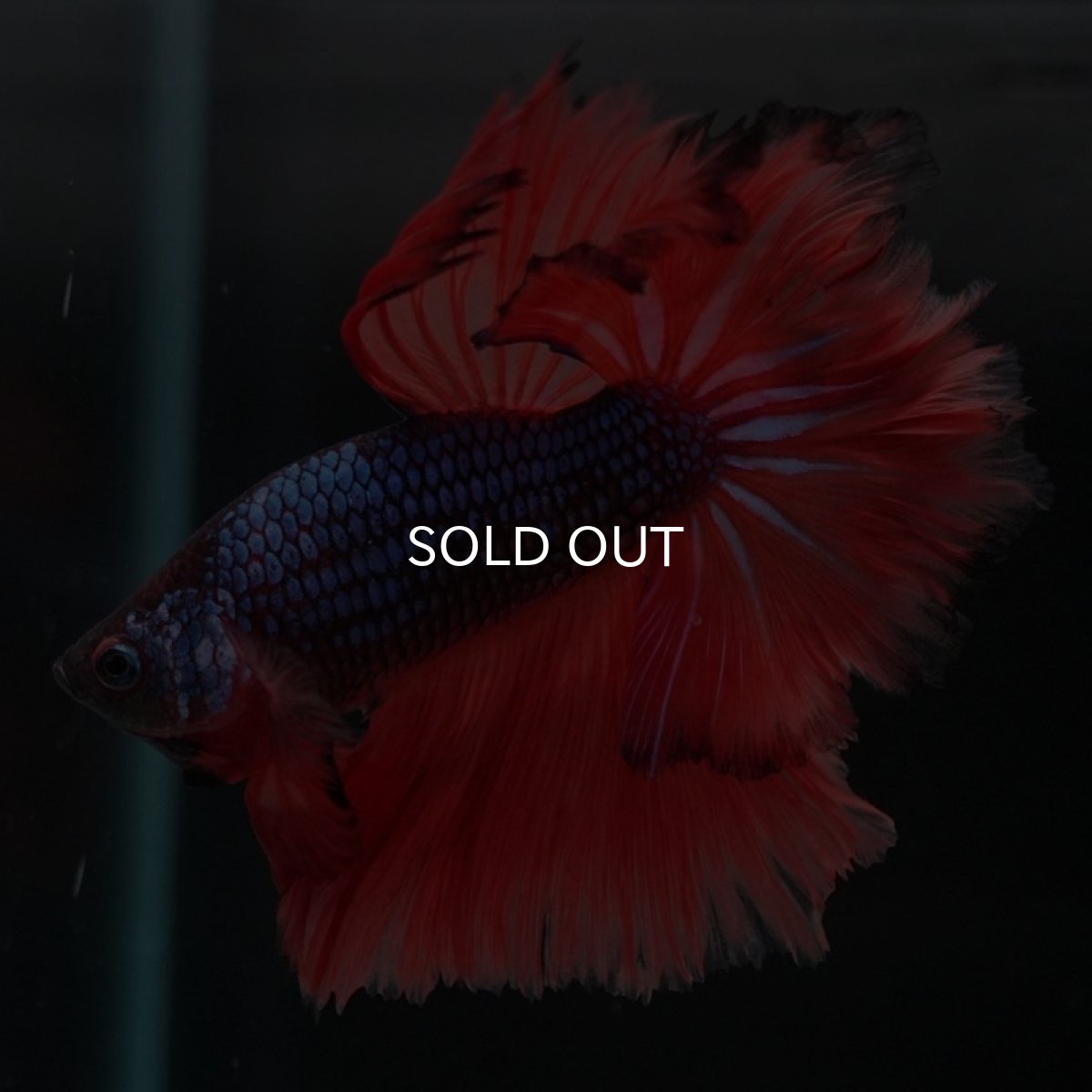 画像6: HM ブルーレッドドラゴン フェザーテール (6)