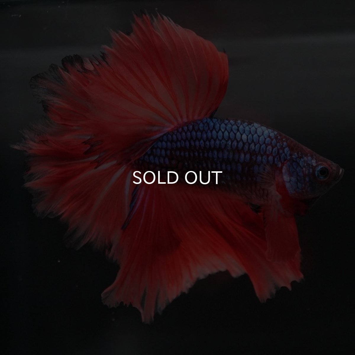 画像5: HM ブルーレッドドラゴン フェザーテール (5)