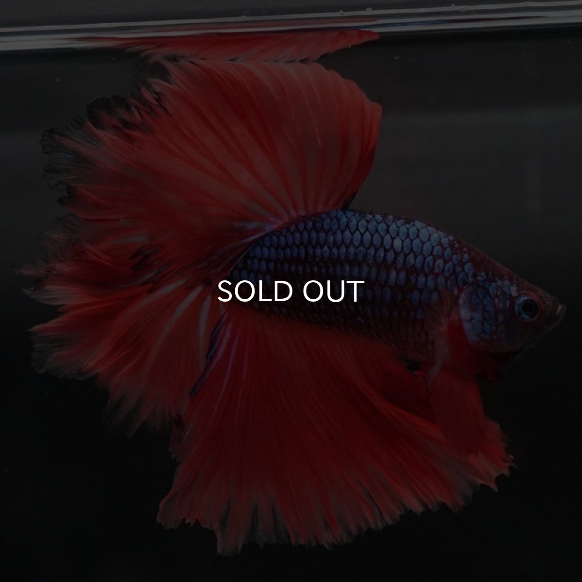 画像3: HM ブルーレッドドラゴン フェザーテール (3)