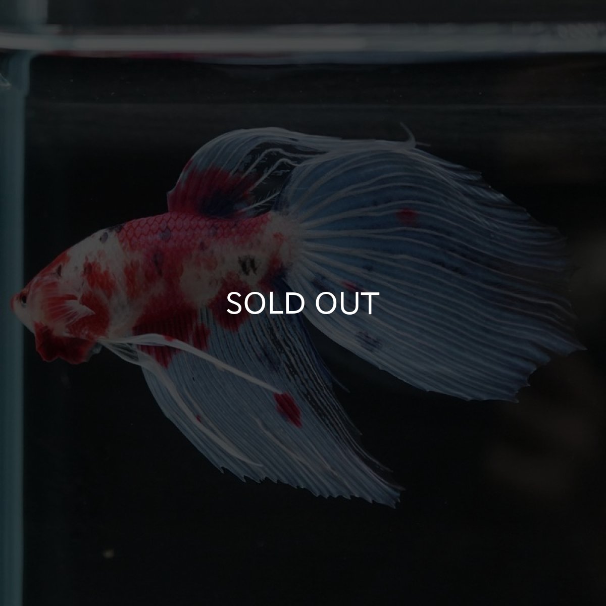 画像6: VT　ファンシー (6)