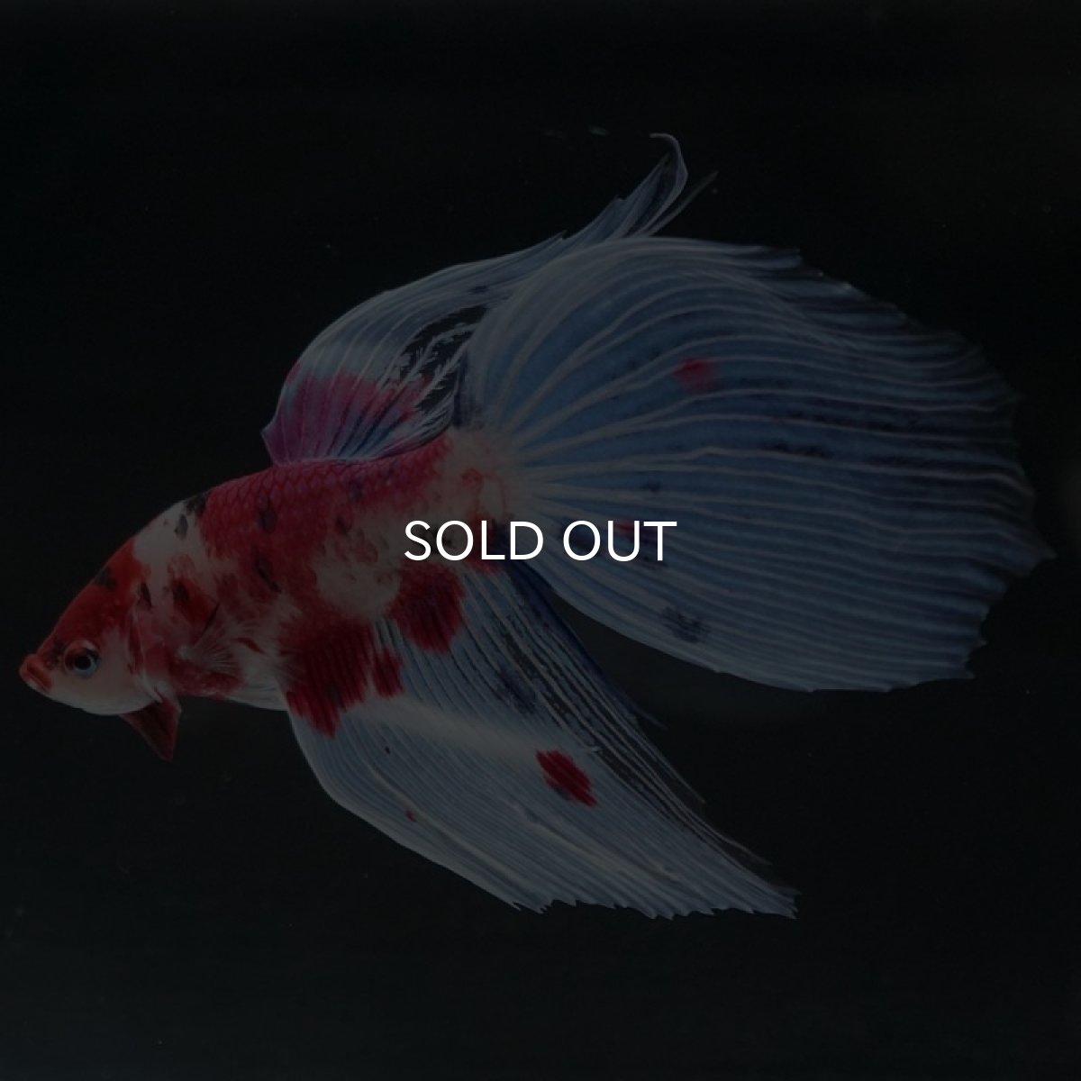 画像2: VT　ファンシー (2)