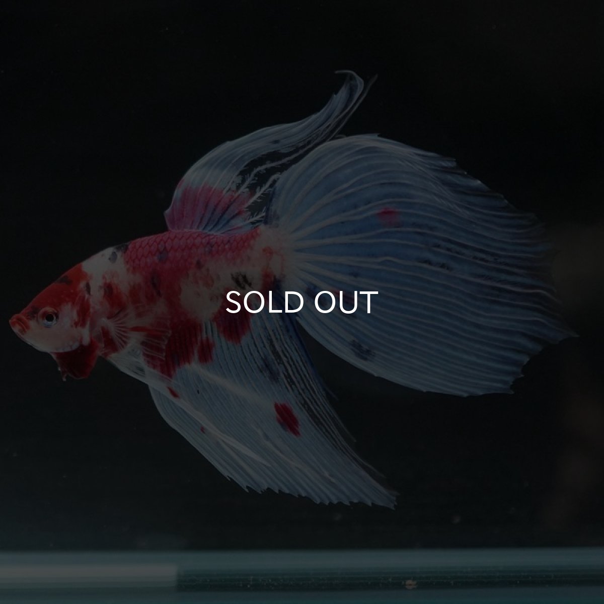 画像5: VT　ファンシー (5)