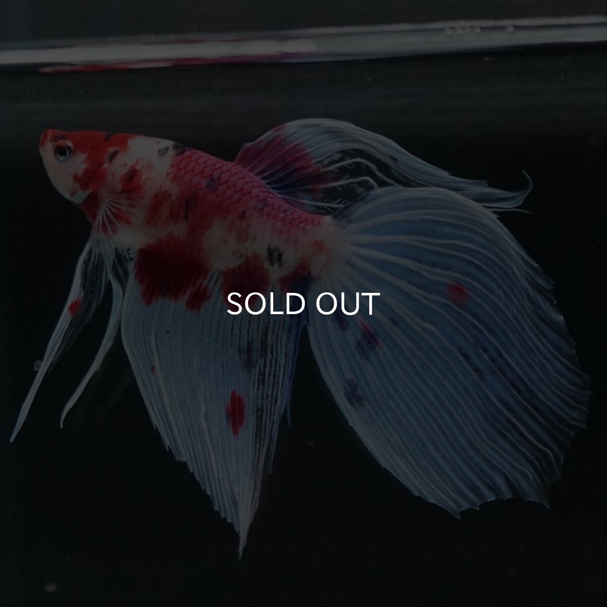 画像4: VT　ファンシー (4)