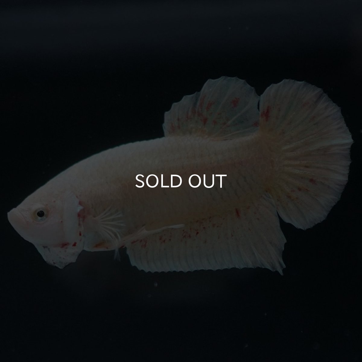 画像10: HMPK　ゴールドバンダ (10)