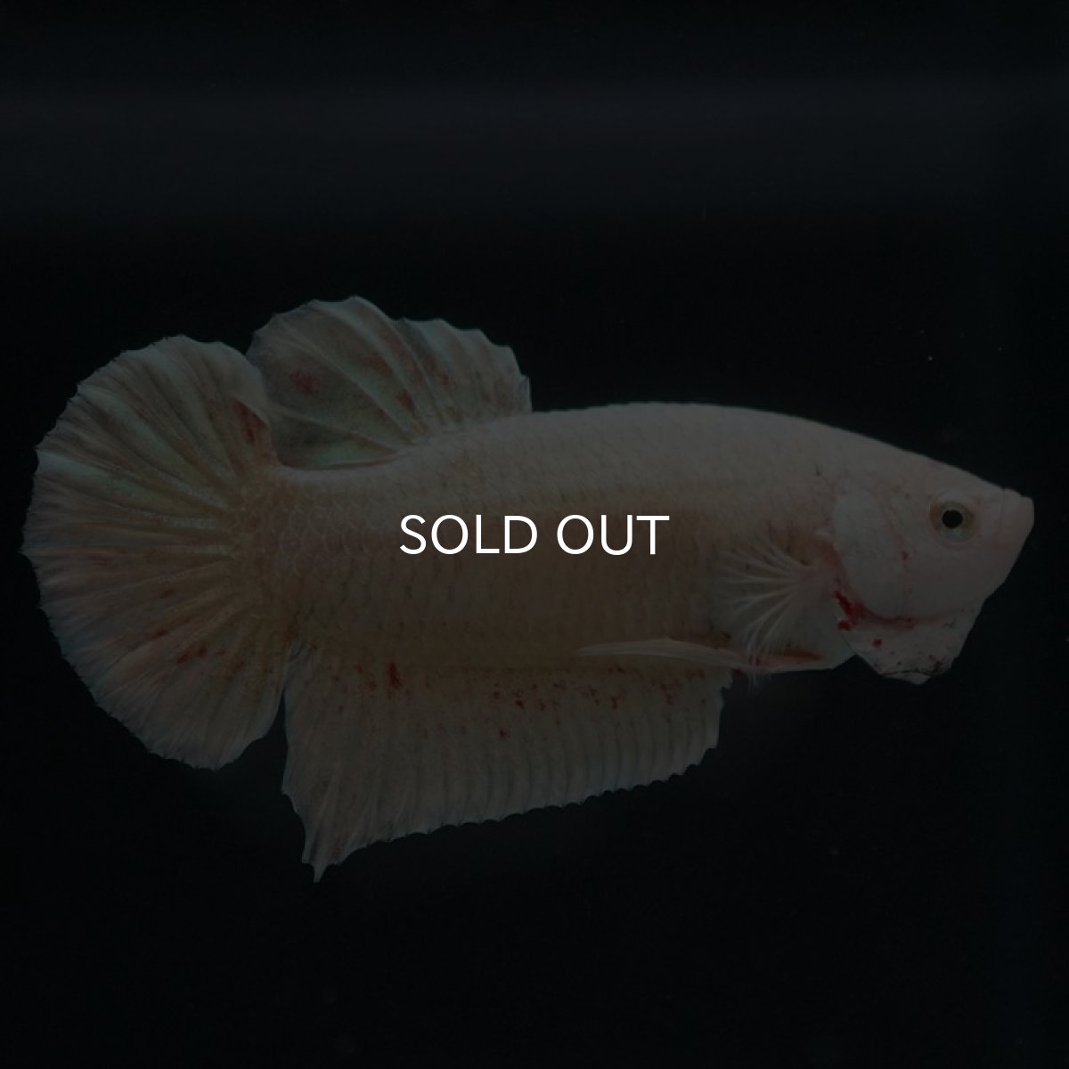 画像8: HMPK　ゴールドバンダ (8)