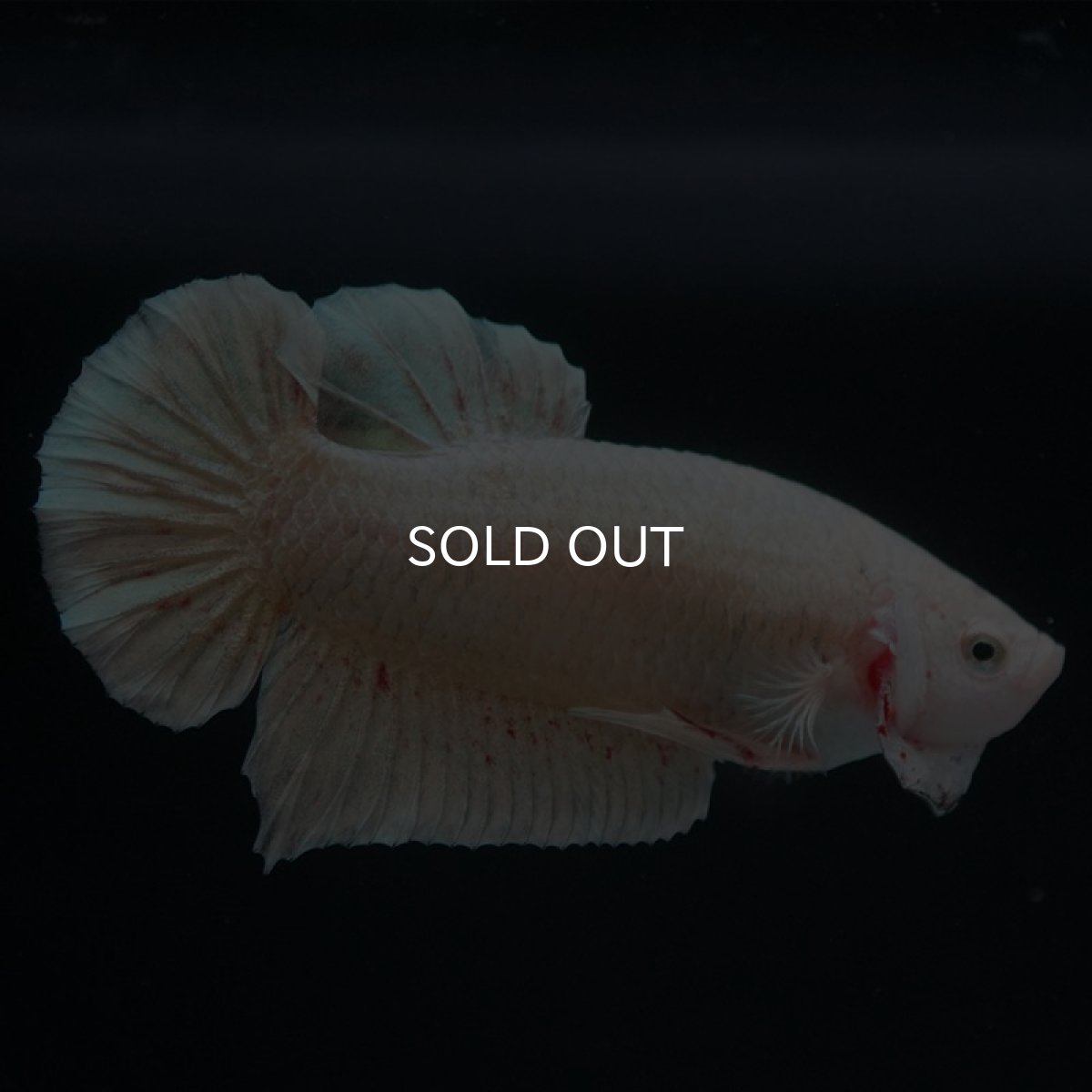 画像2: HMPK　ゴールドバンダ (2)