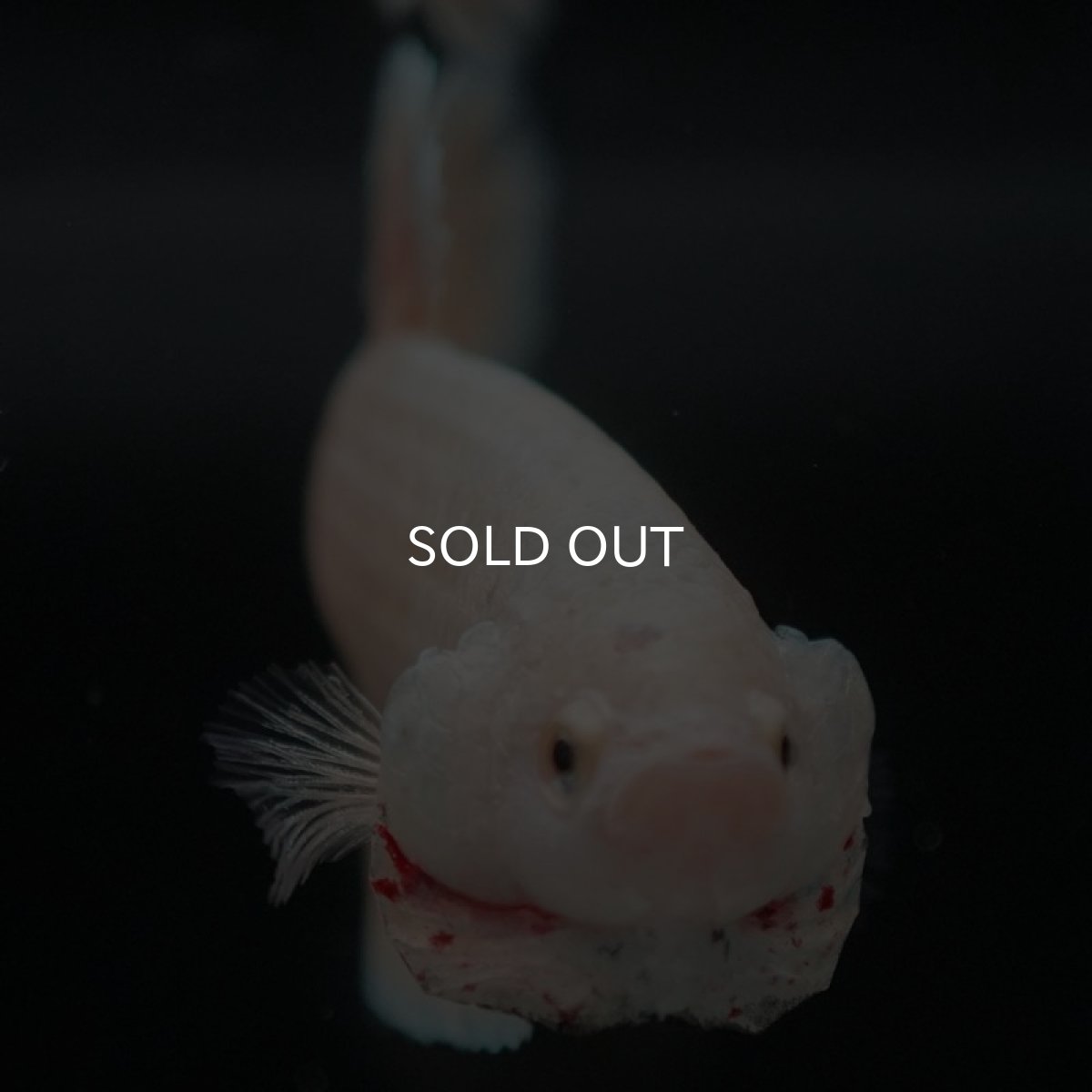 画像9: HMPK　ゴールドバンダ (9)