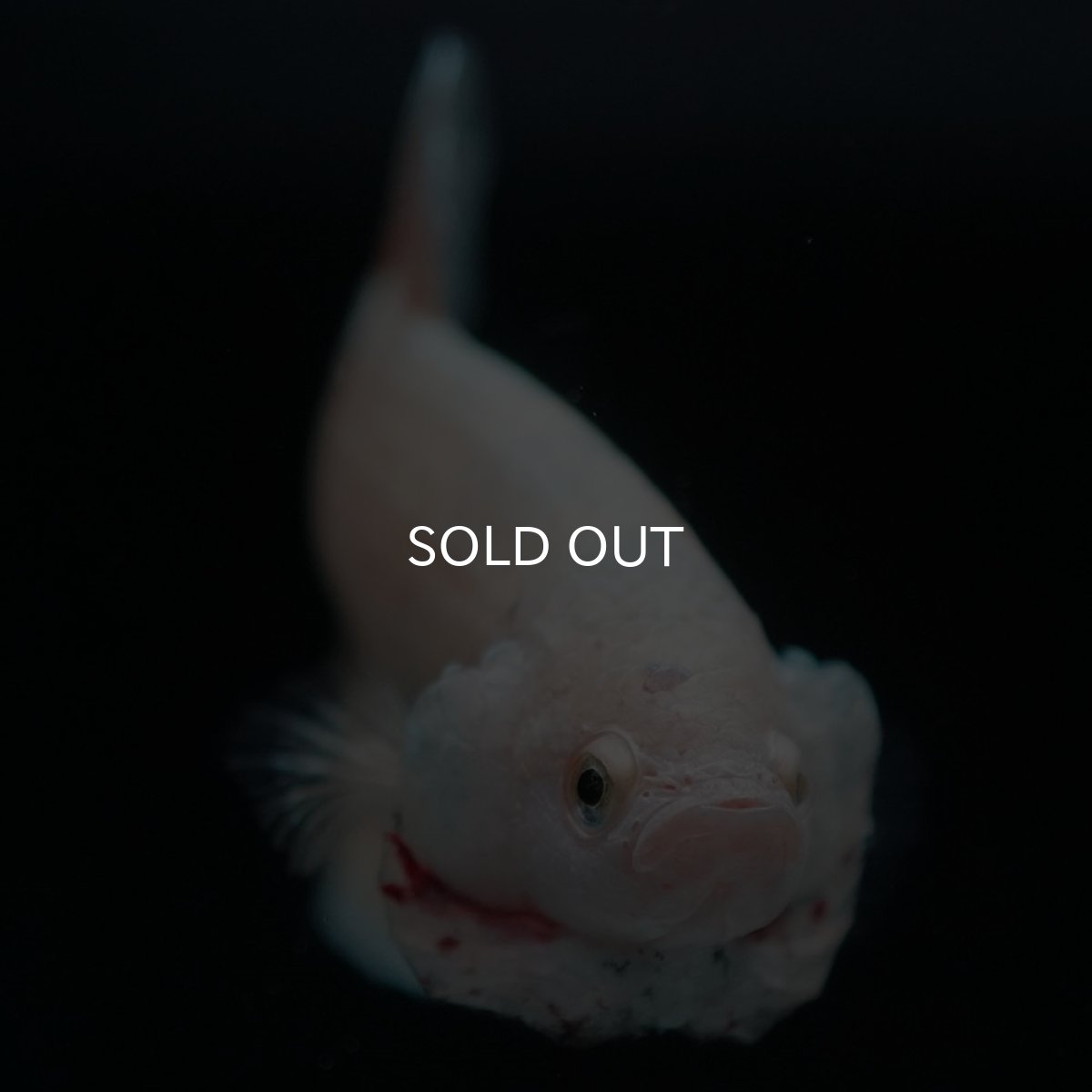 画像7: HMPK　ゴールドバンダ (7)