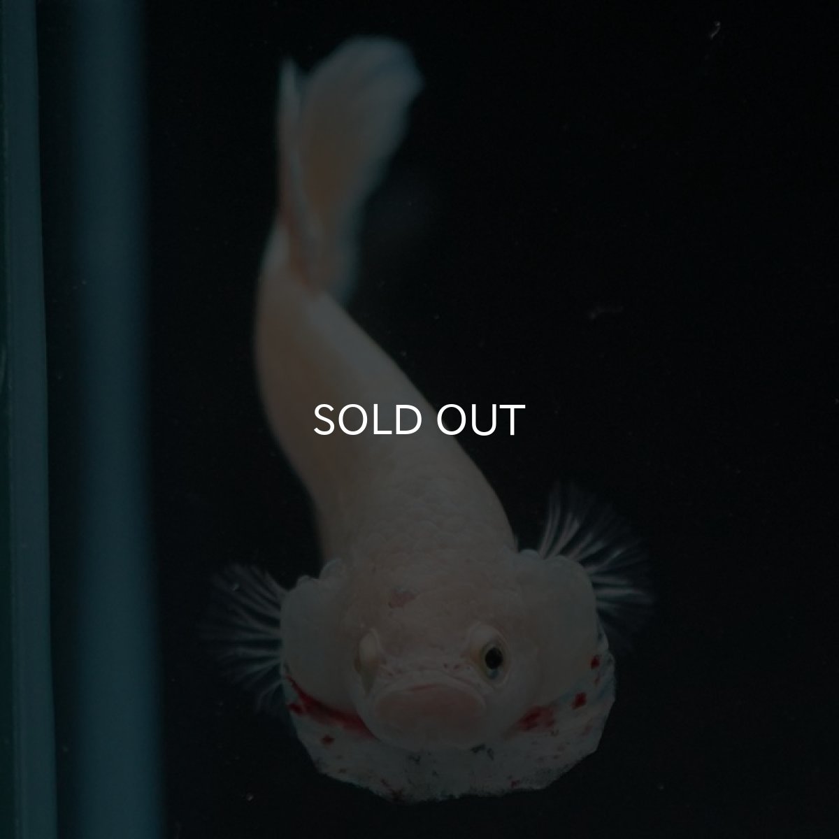 画像5: HMPK　ゴールドバンダ (5)