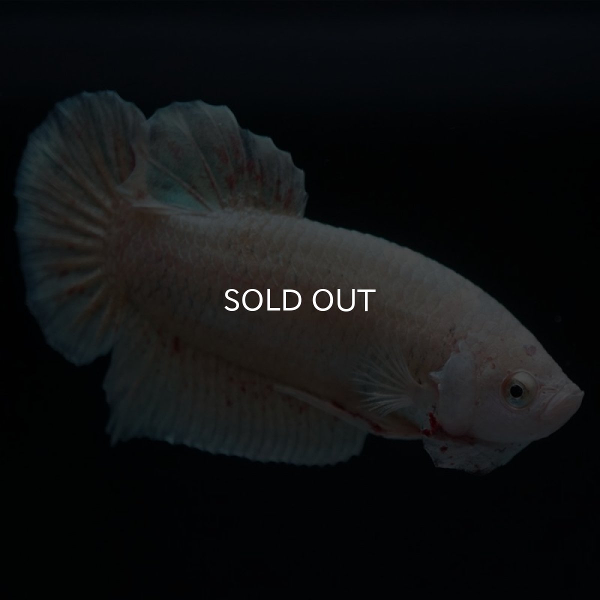 画像6: HMPK　ゴールドバンダ (6)