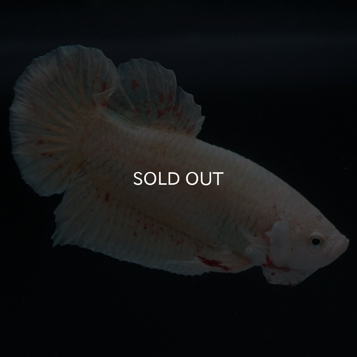 画像4: HMPK　ゴールドバンダ (4)