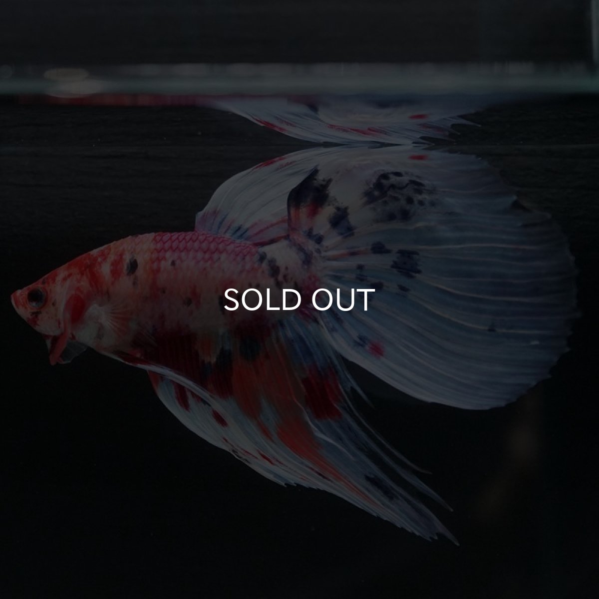 画像9: VT ファンシー (9)