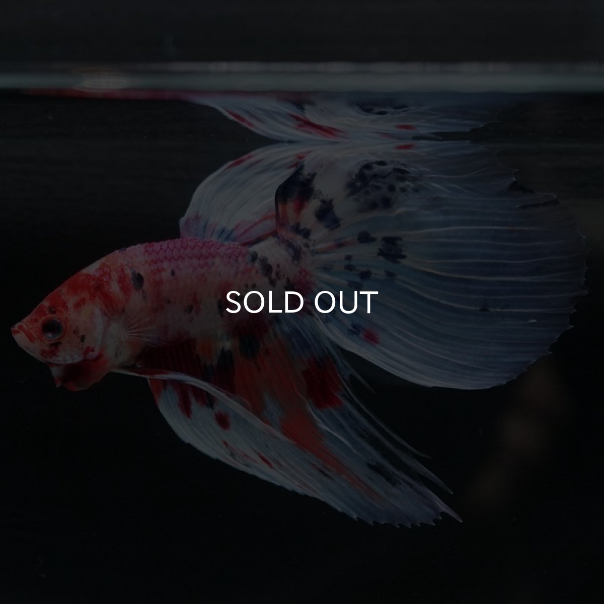 画像8: VT ファンシー (8)