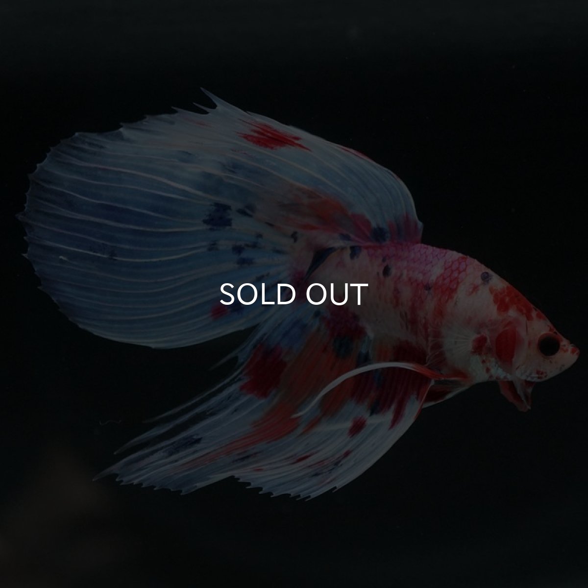 画像7: VT ファンシー (7)