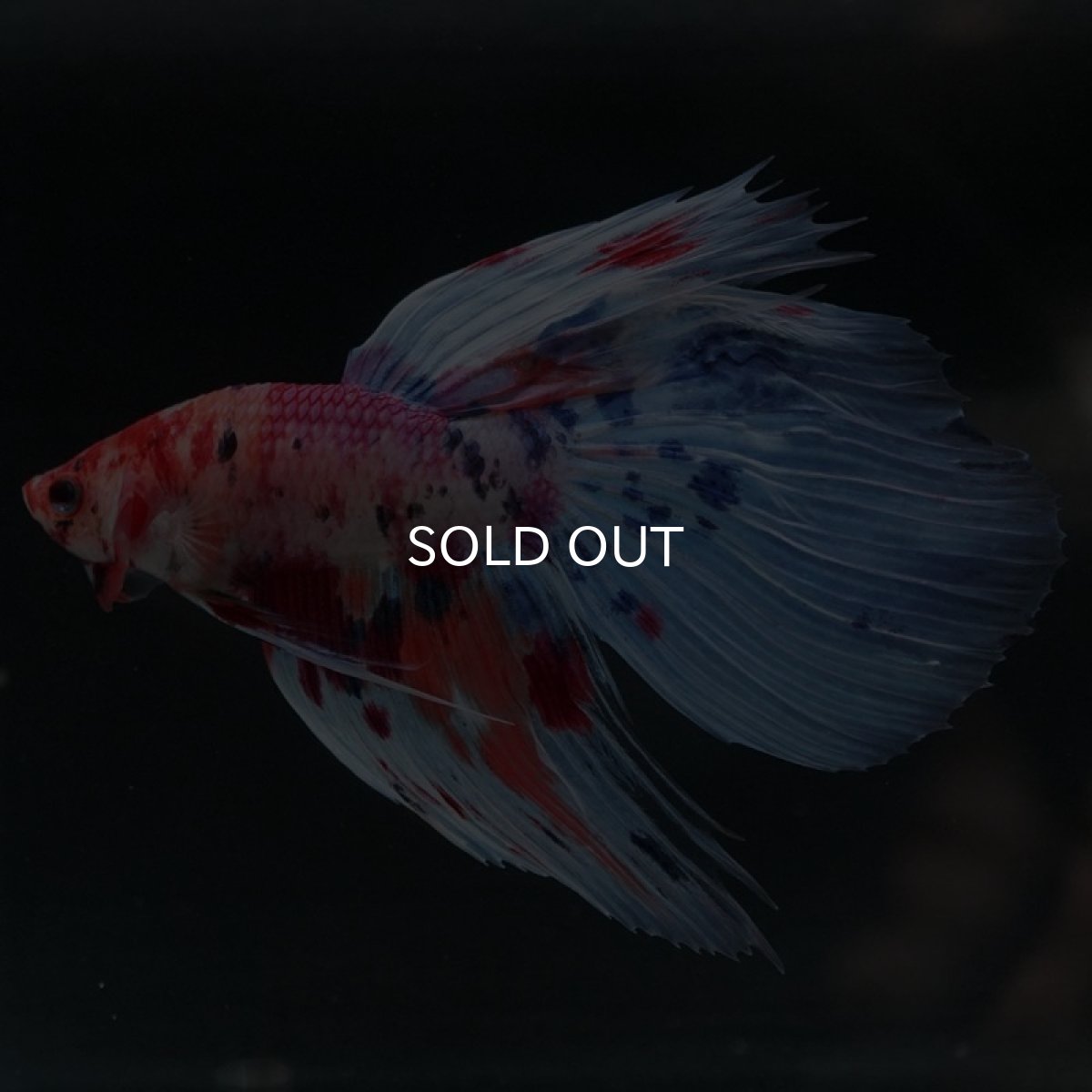 画像4: VT ファンシー (4)