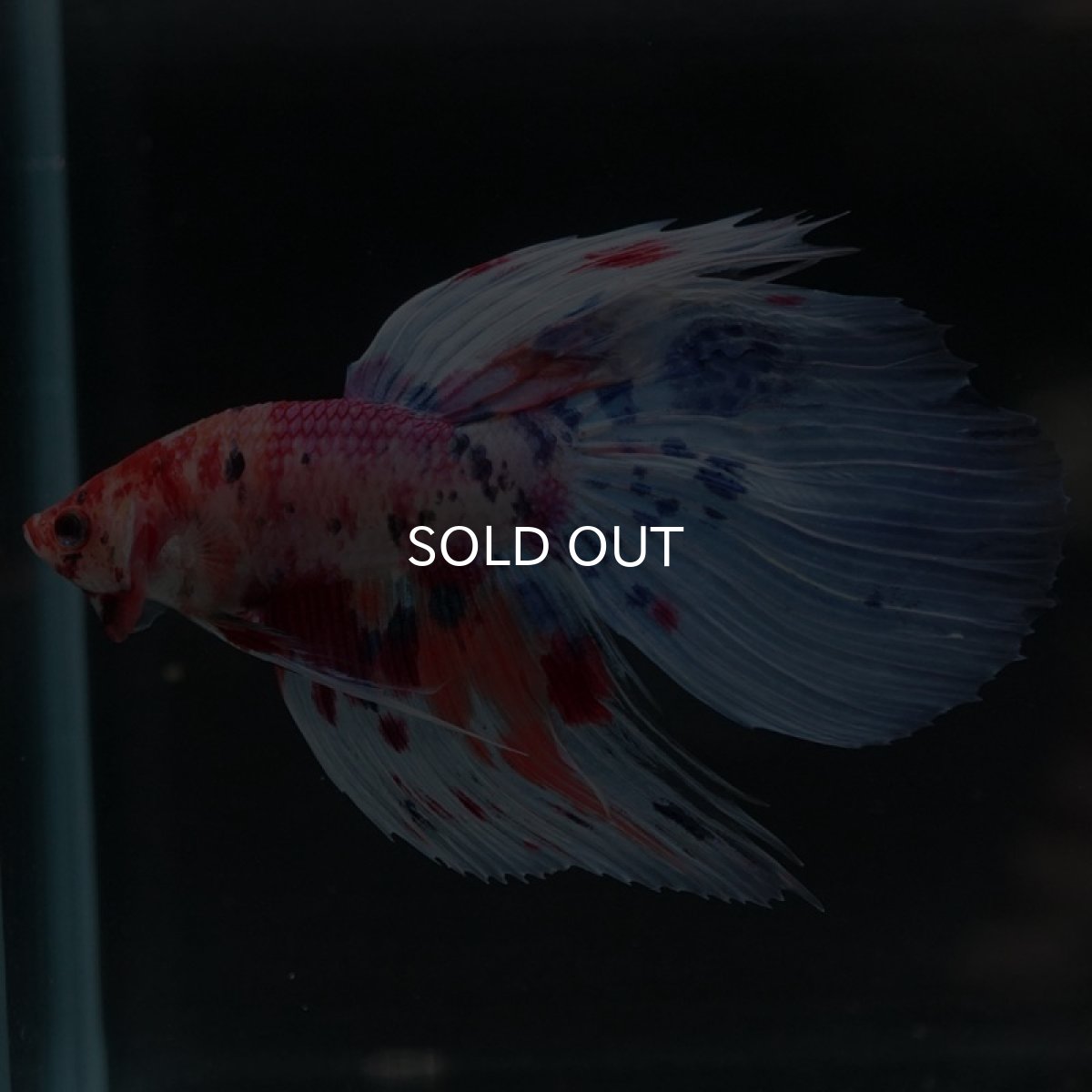 画像6: VT ファンシー (6)