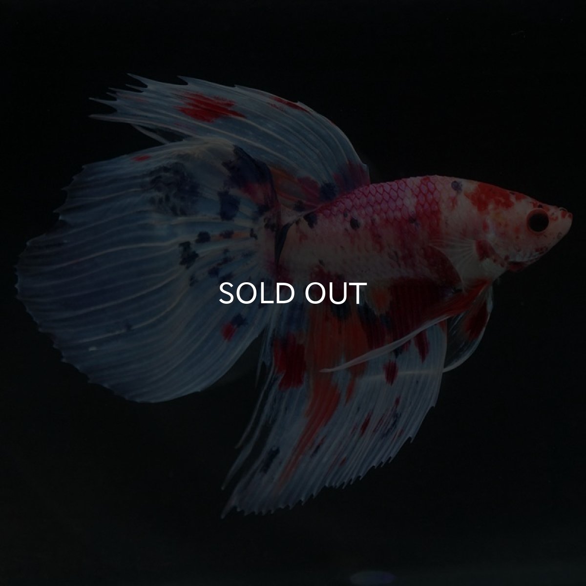 画像5: VT ファンシー (5)